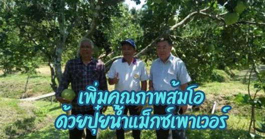 ส้มโอ – ผลผลิตต่อเนื่อง คุณภาพดี ด้วยปุ๋ยน้ำ